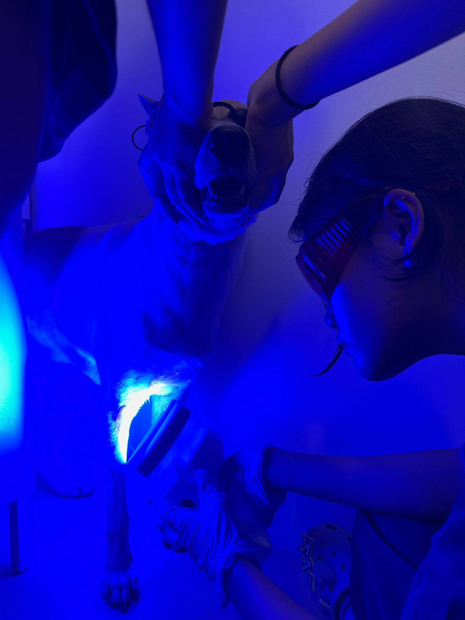 Dog receiving blue light therapy at Animal Holistic Centre