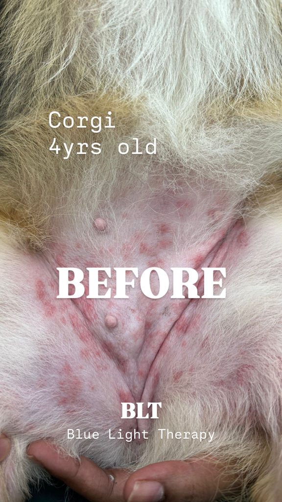 Dog skin before therapy