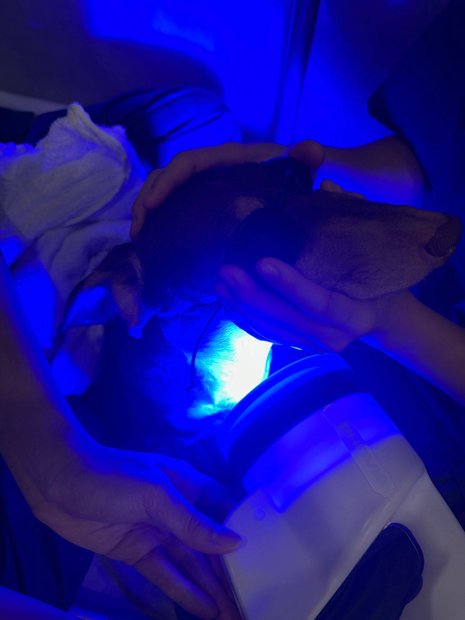 Blue light therapy treatment for a dog