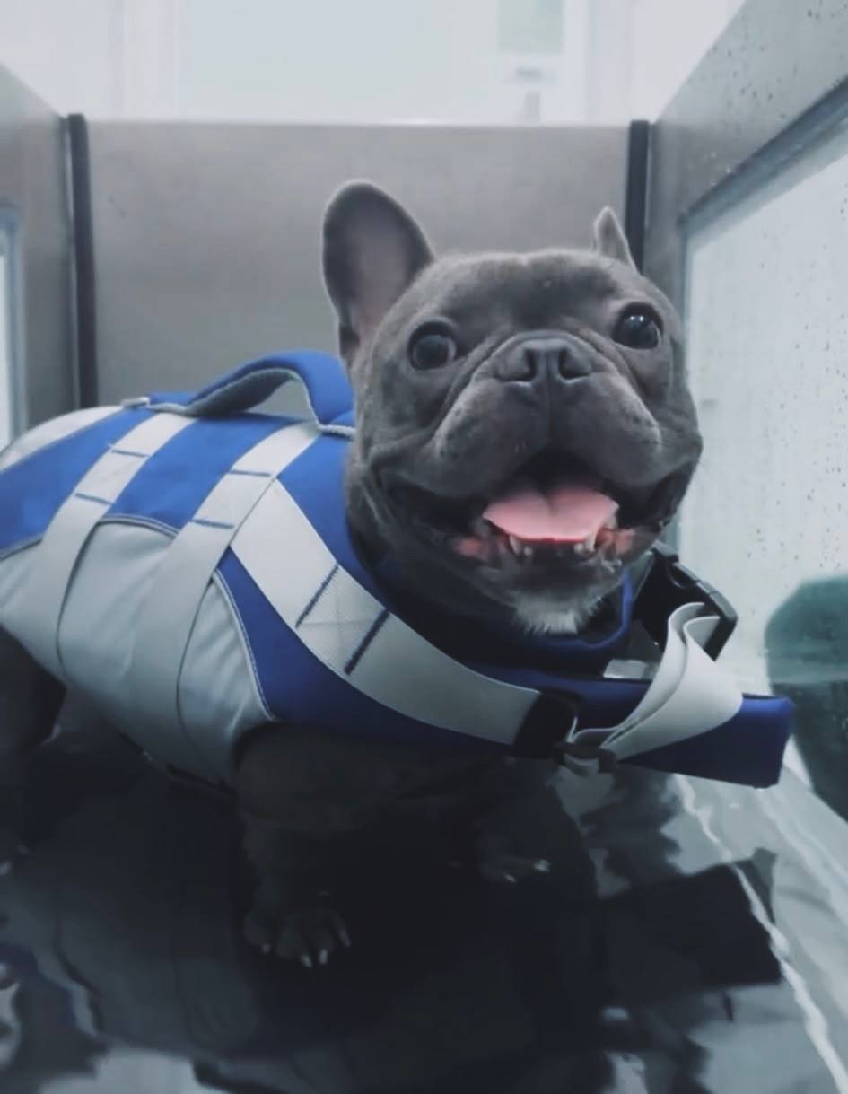 Dog using hydro treadmill therapy