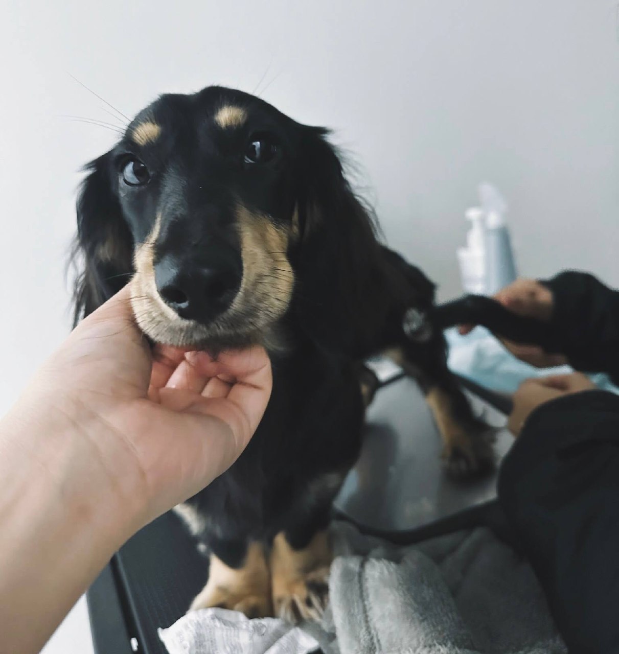 Dog receiving radiofrequency therapy at Animal Holistic Centre