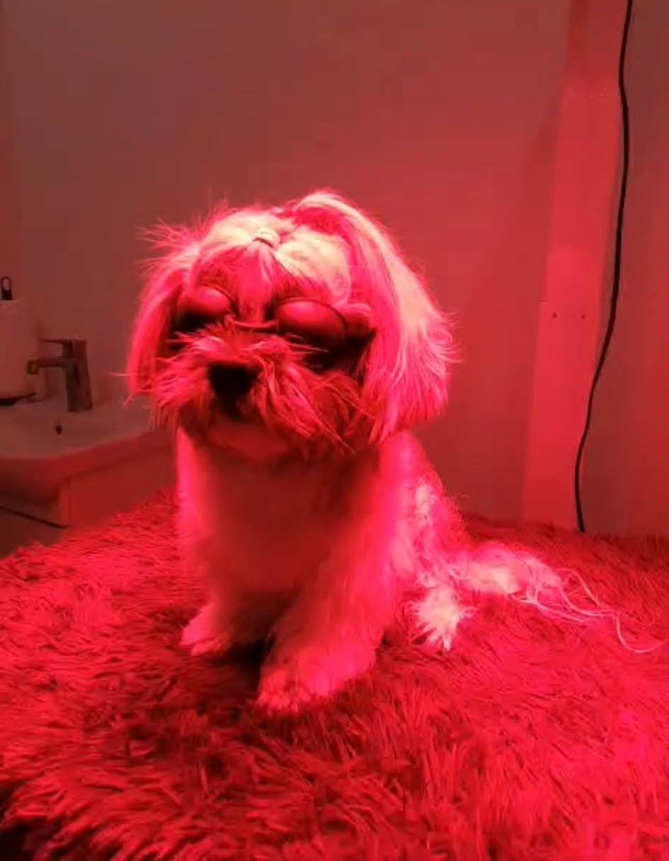 Dog receiving red light therapy