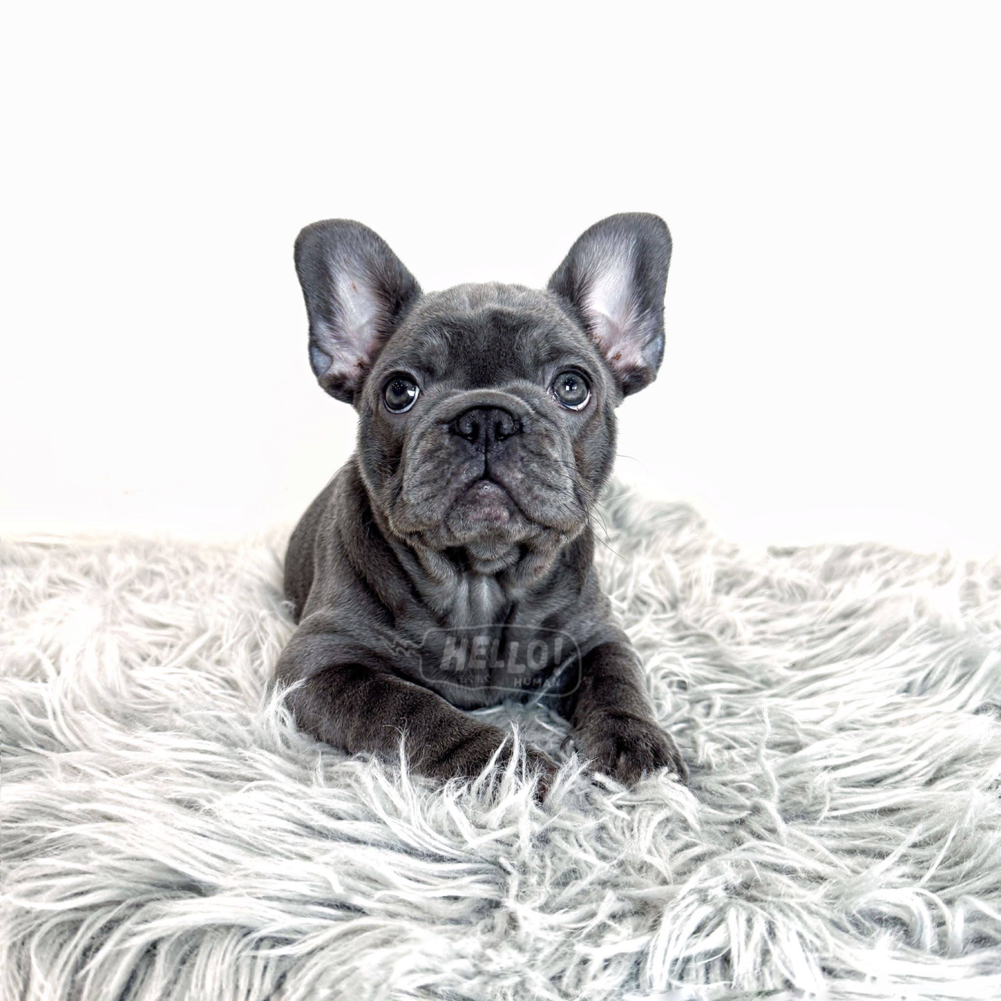 Hello Human puppy portrait 2