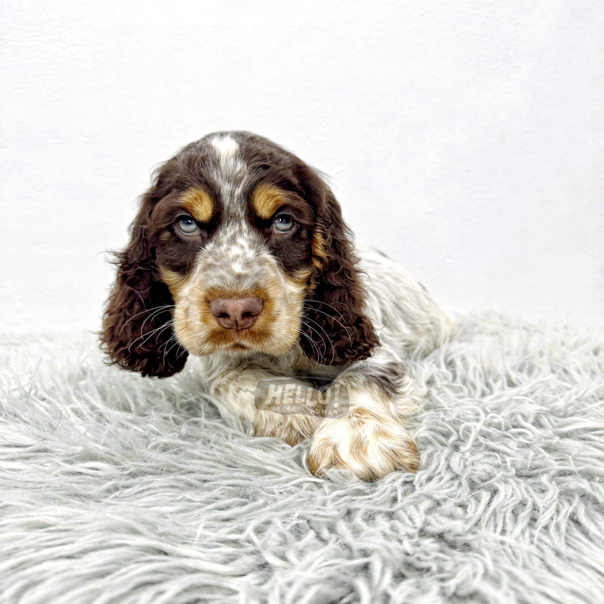 Hello Human puppy portrait 3