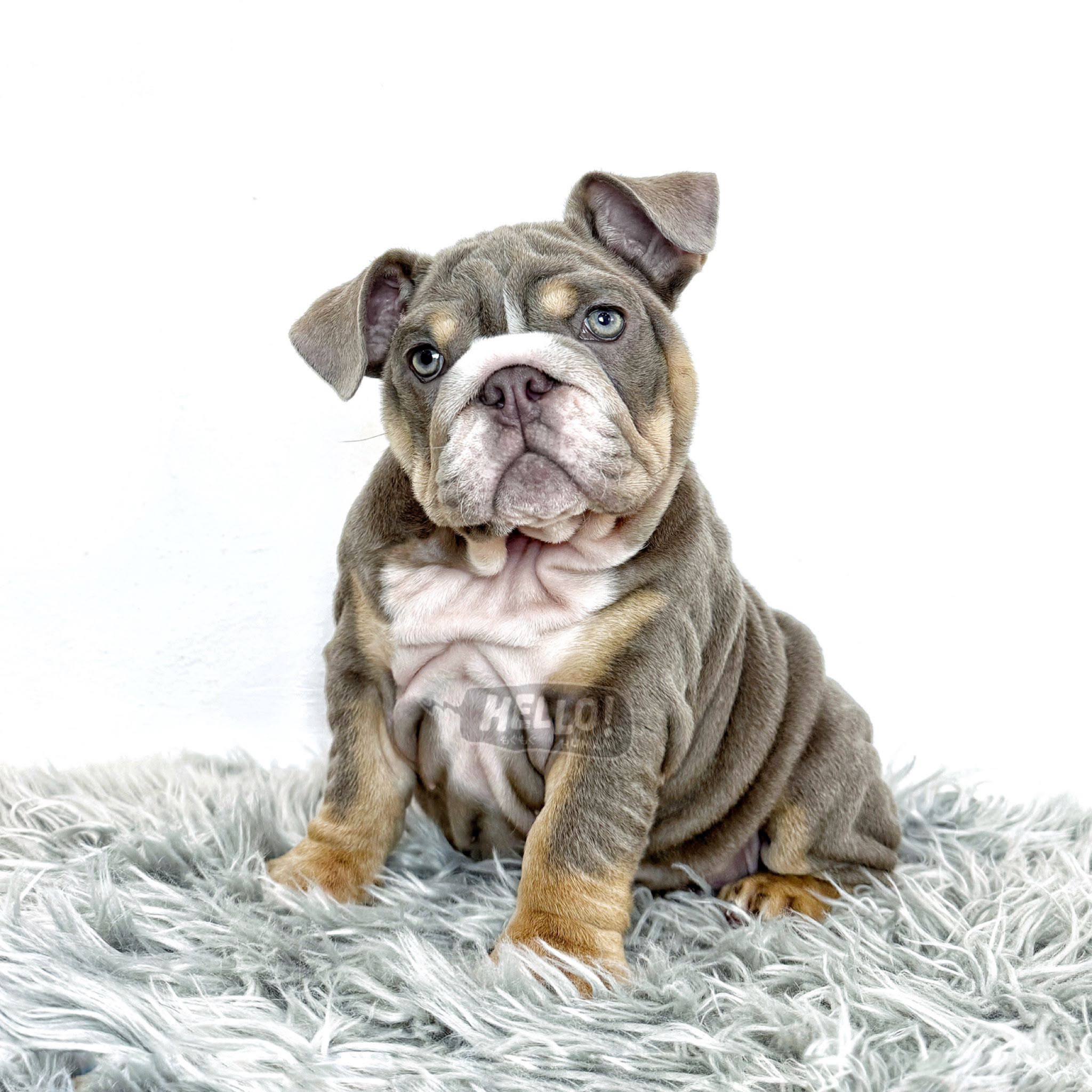 Hello Human puppy portrait 5