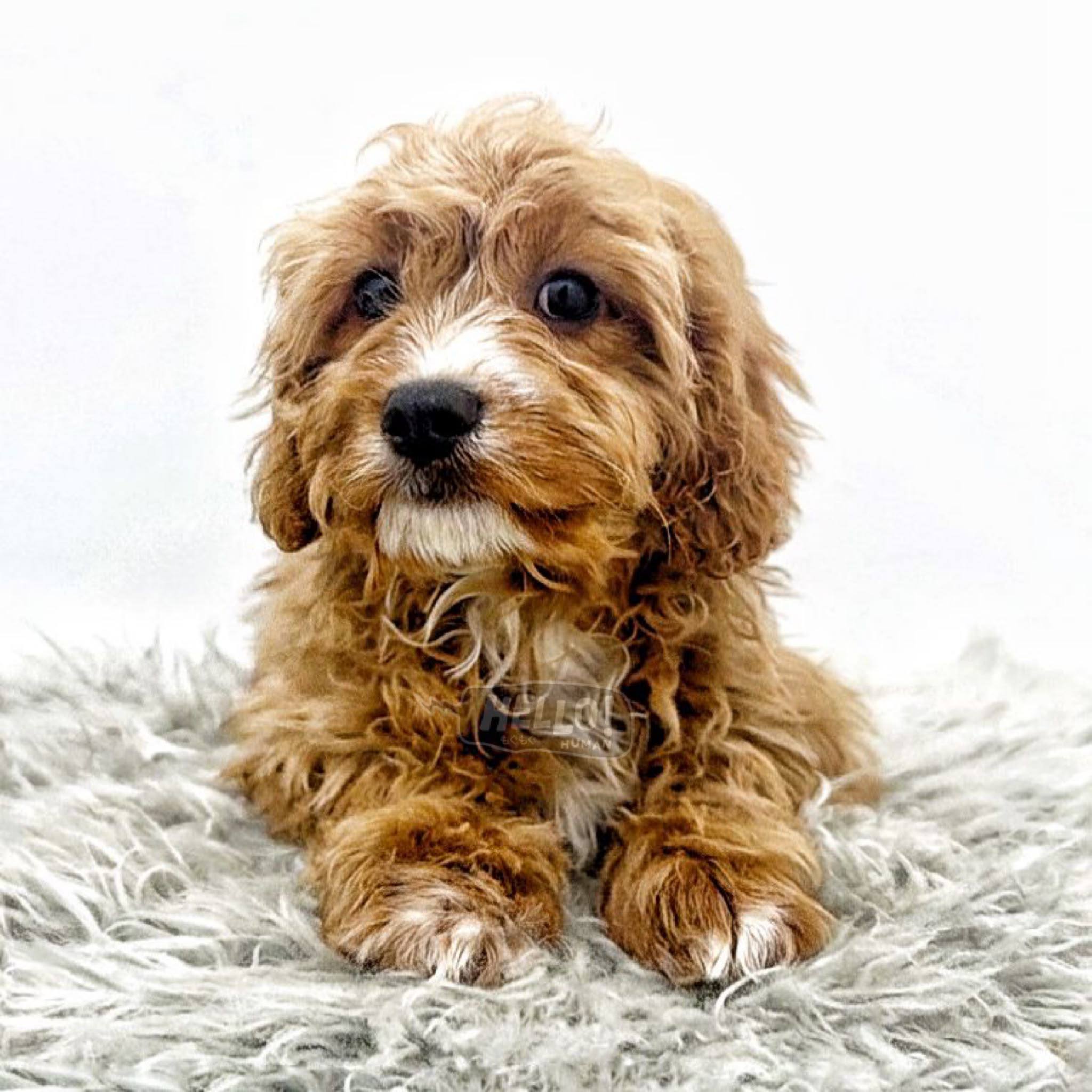 Hello Human puppy portrait 6