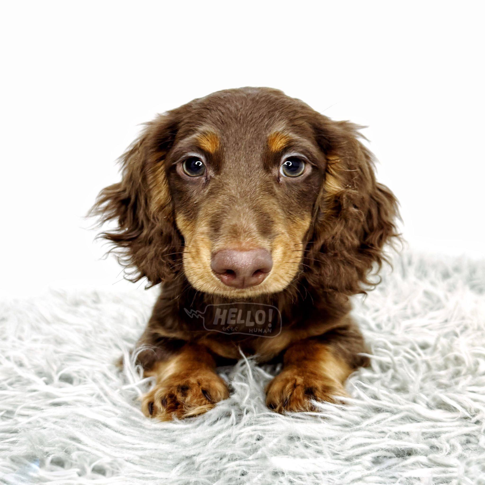 Hello Human puppy portrait 7