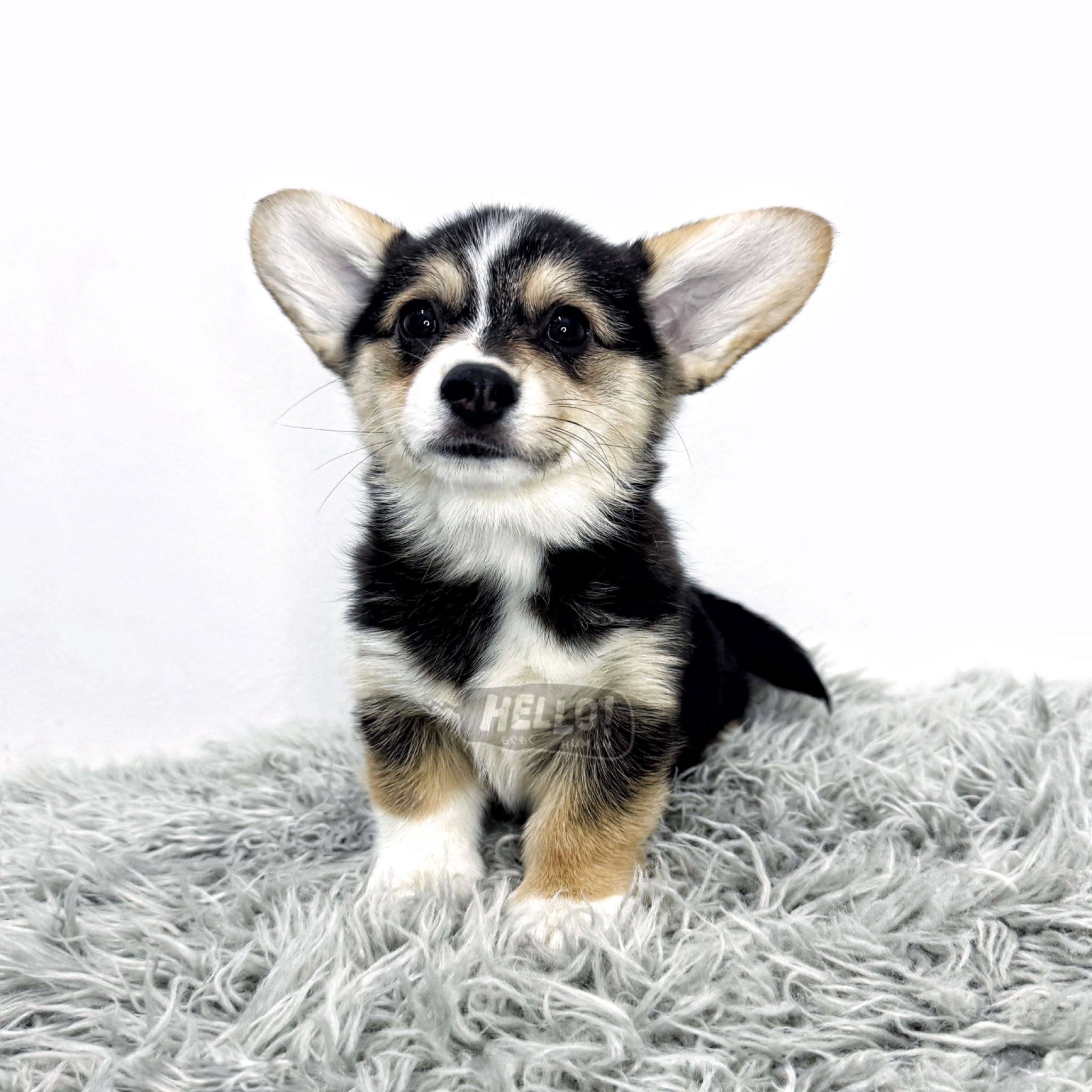 Hello Human puppy portrait 8