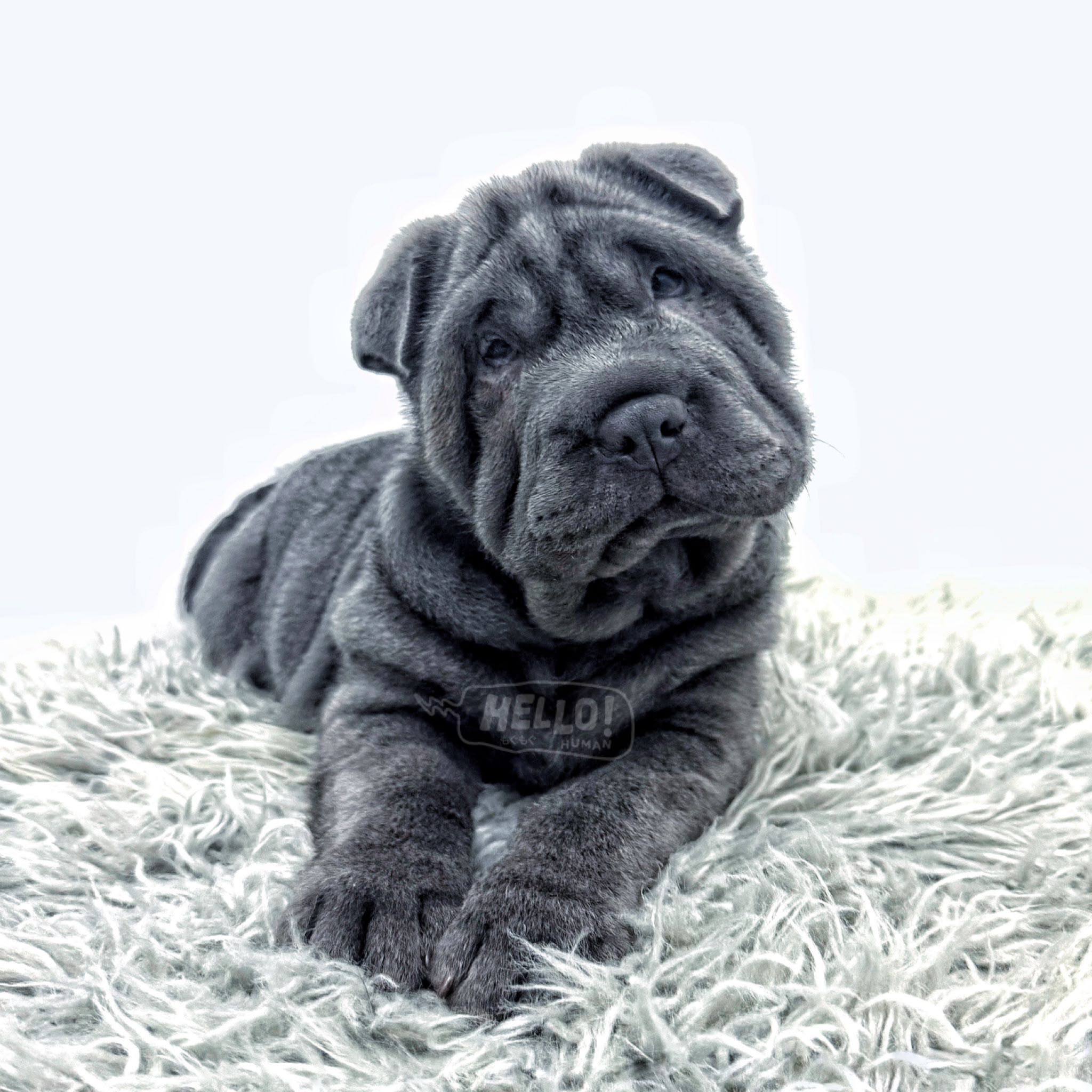Hello Human puppy portrait 9