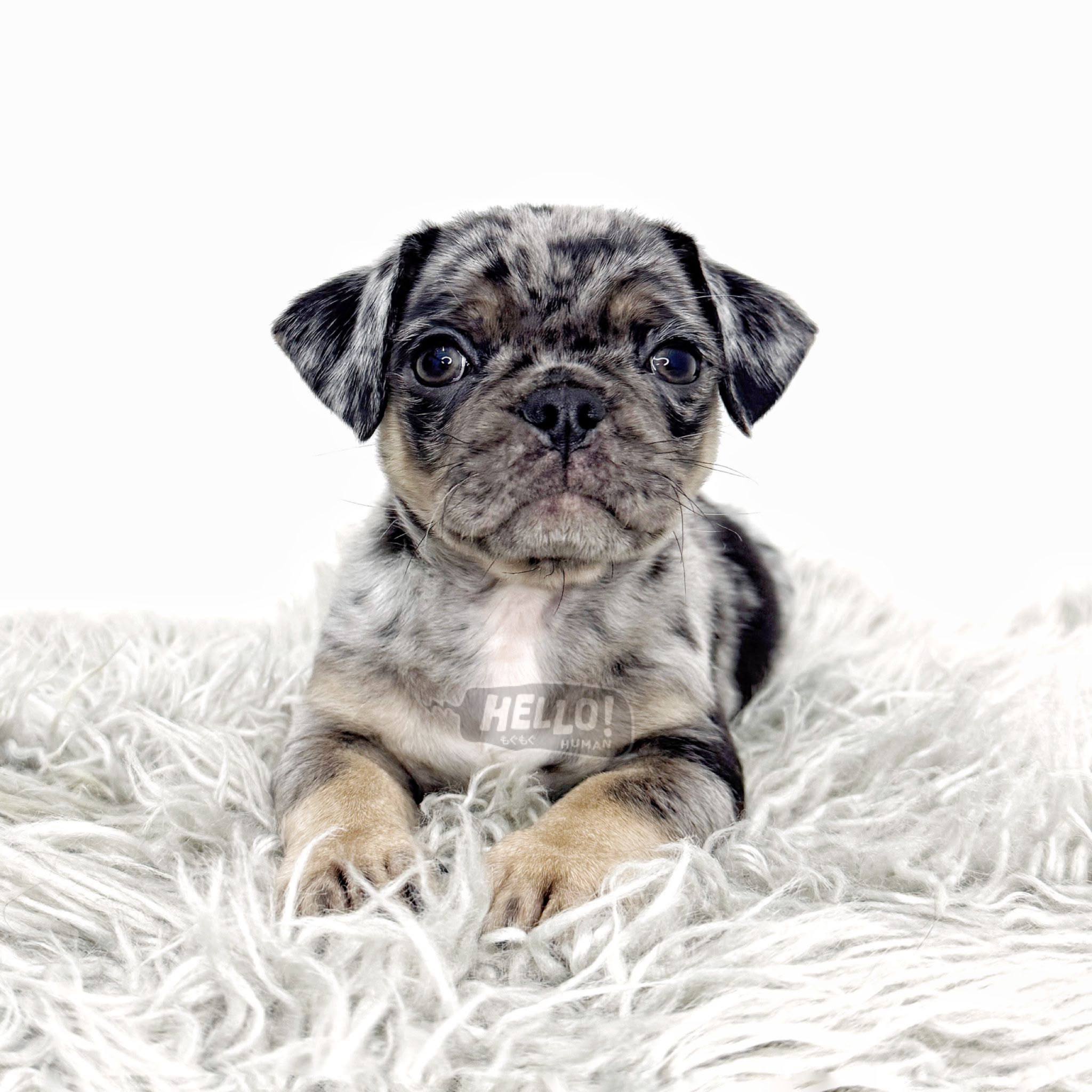 Hello Human puppy portrait 10