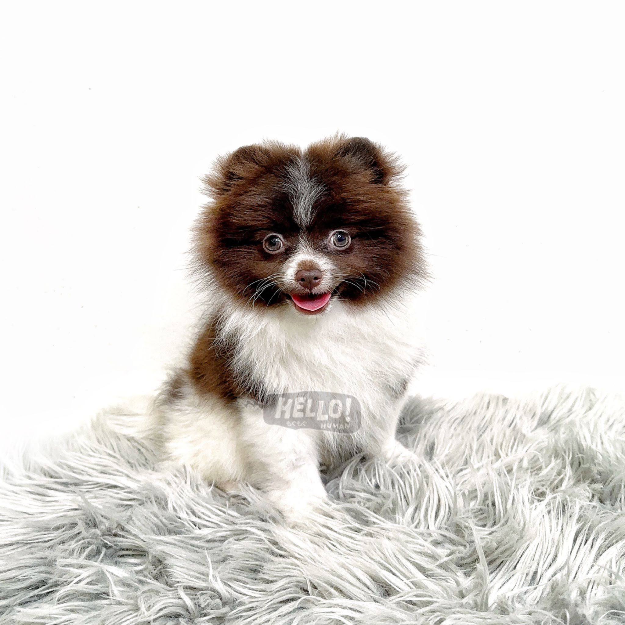 Hello Human puppy portrait 12